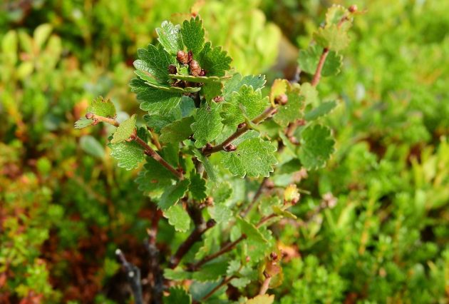 betula nana 1008517 1280