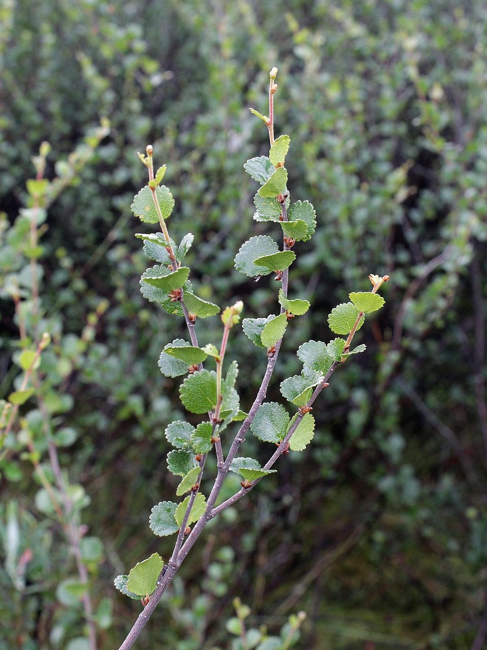 betula nana 909781 1280