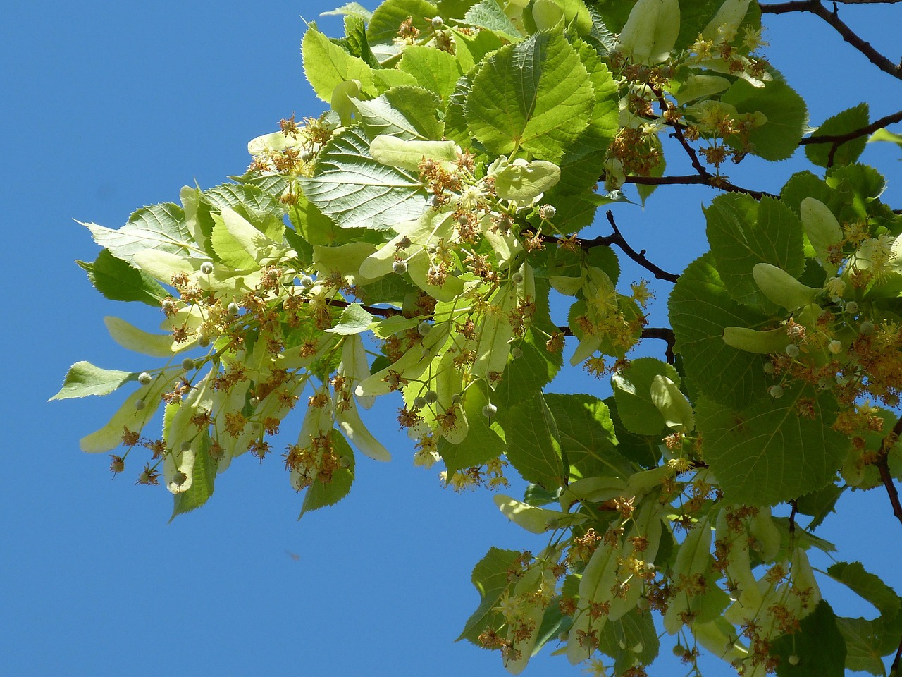 Ovo drvo donosi nesreću i smrt u kući, a mnogi ga imaju u svom dvorištu 8 linden tree 210389 1280