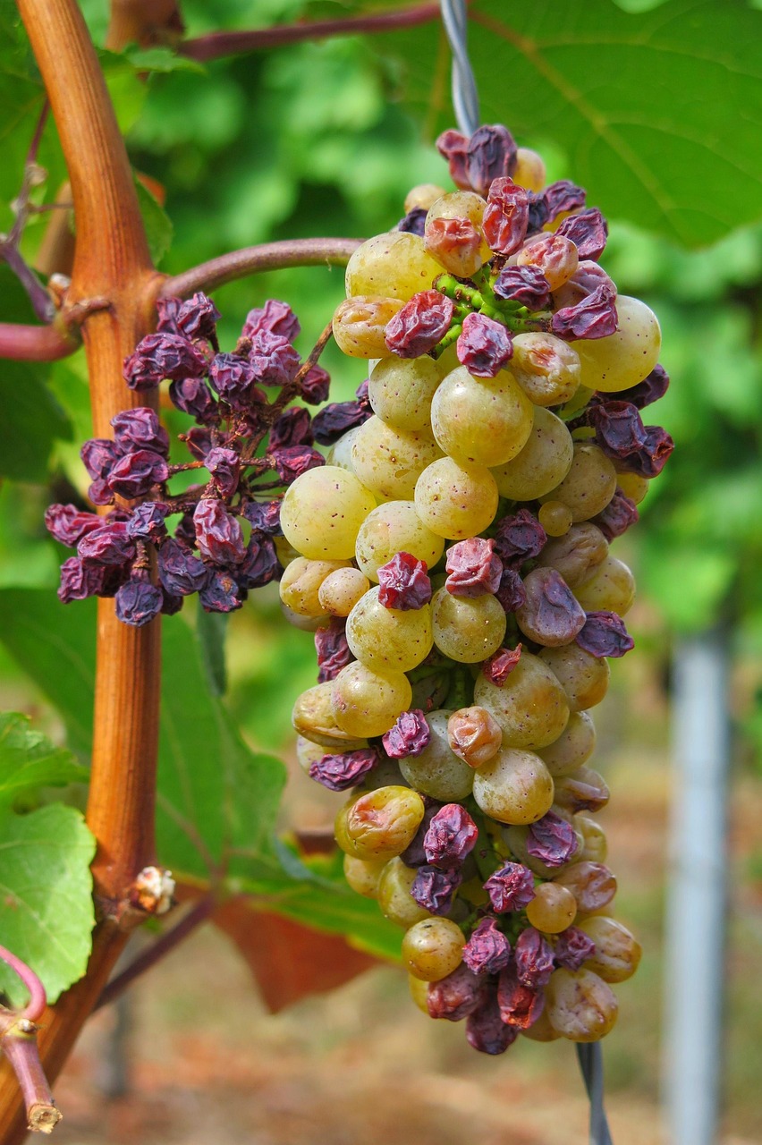 grape 3666726 1280