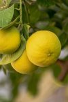 lemon 6825808 1280