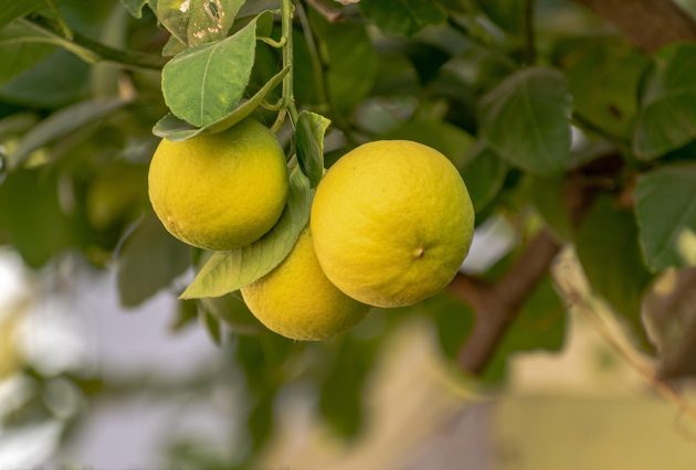 lemon 6825808 1280