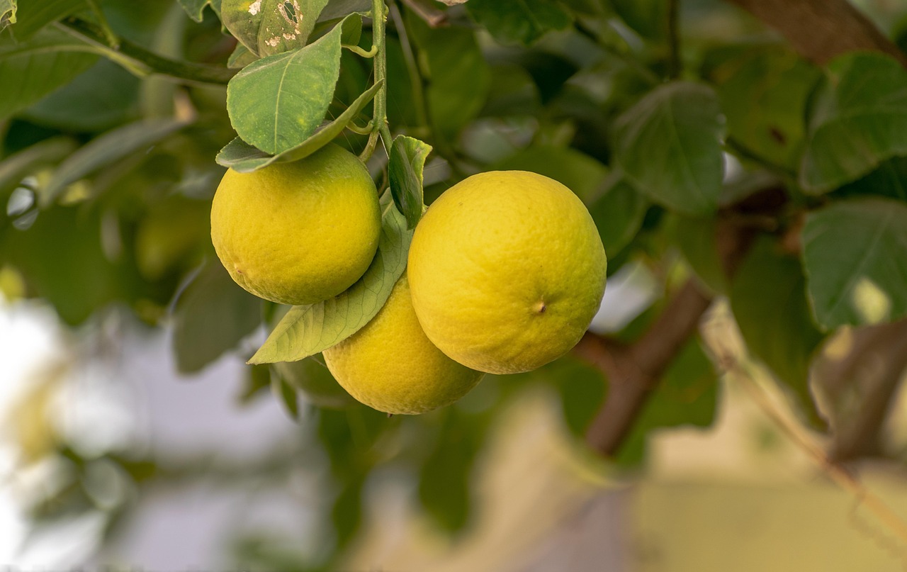 Da li znate kako je nastao limun? 5 lemon 6825808 1280