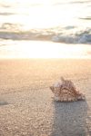 beach 4301479 1280
