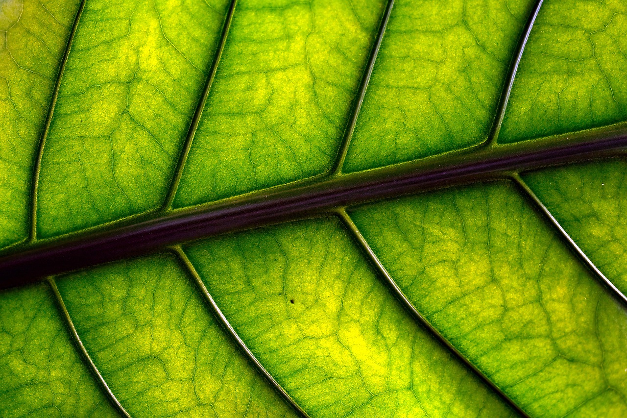 leaf 7588300 1280