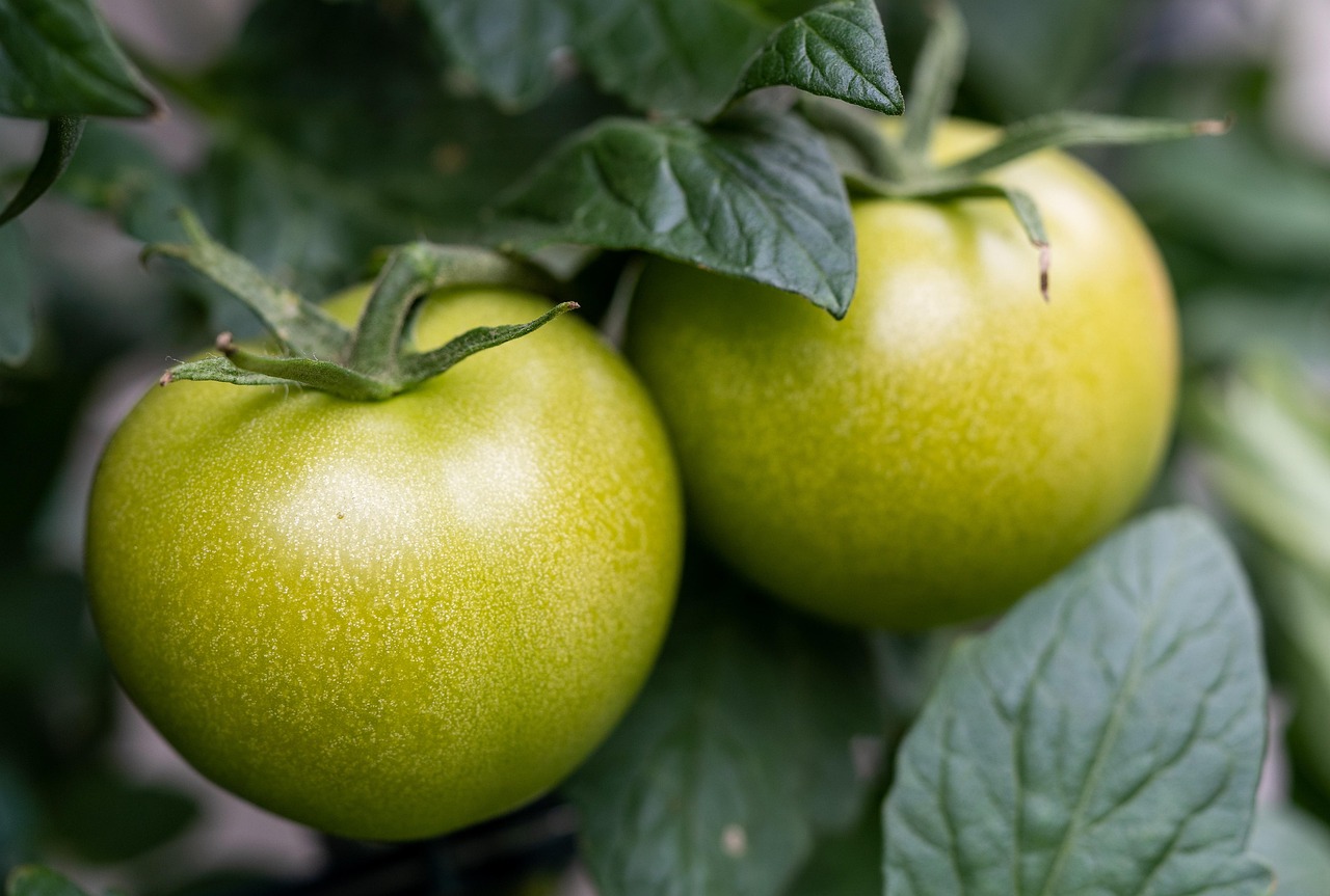 Zaboravite na klasičan ajvar, zeleni ajvar je novi hit zimnice 6 tomatoes 5377571 1280