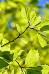 "Božje drvo" upija negativnu energiju i donosi mir ukućanima 3 oak 3064187 1280