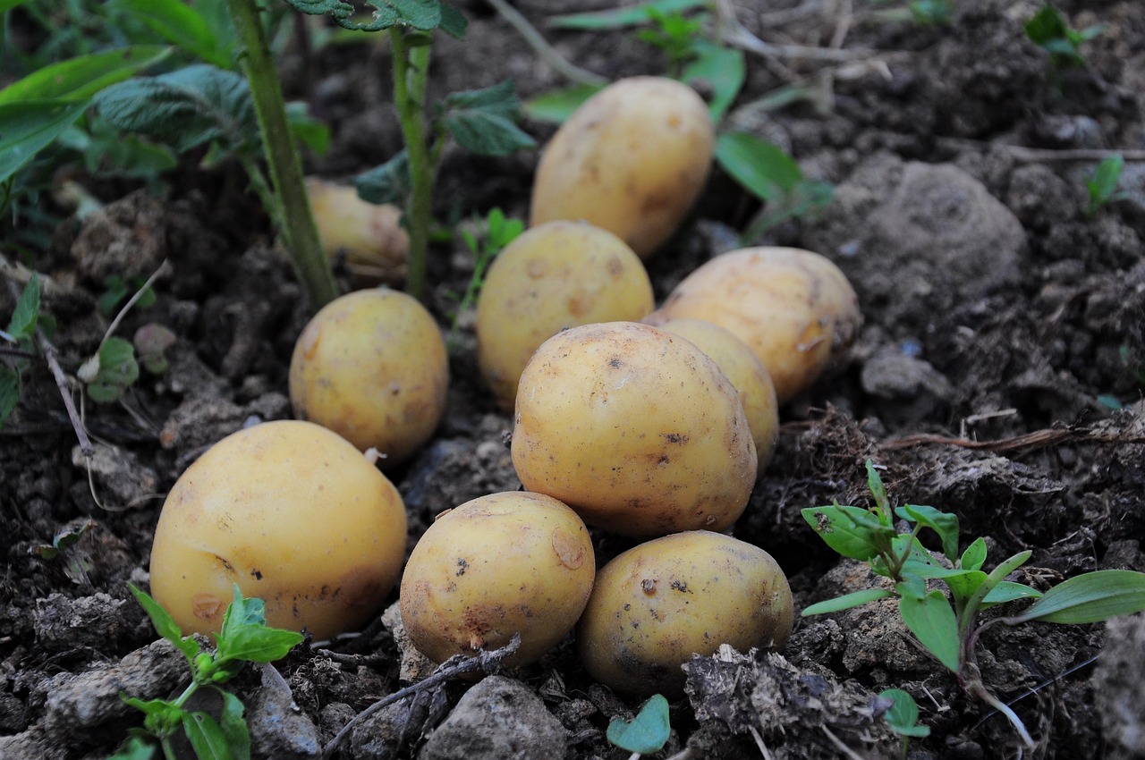 potatoes 3429379 1280
