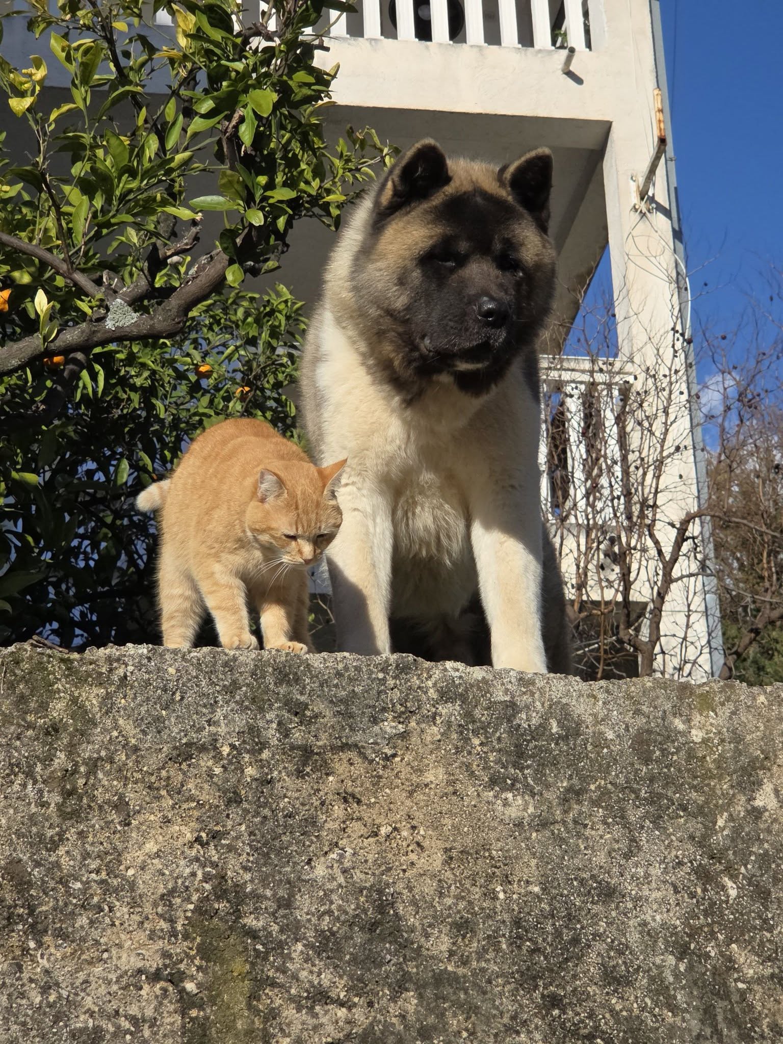 Pevač ima najjače obezbeđenje ispred kuće, objavio njihove slike: "Oni ovde čuvaju" 6 602341140 10241248418330315 5511193704102200142 n