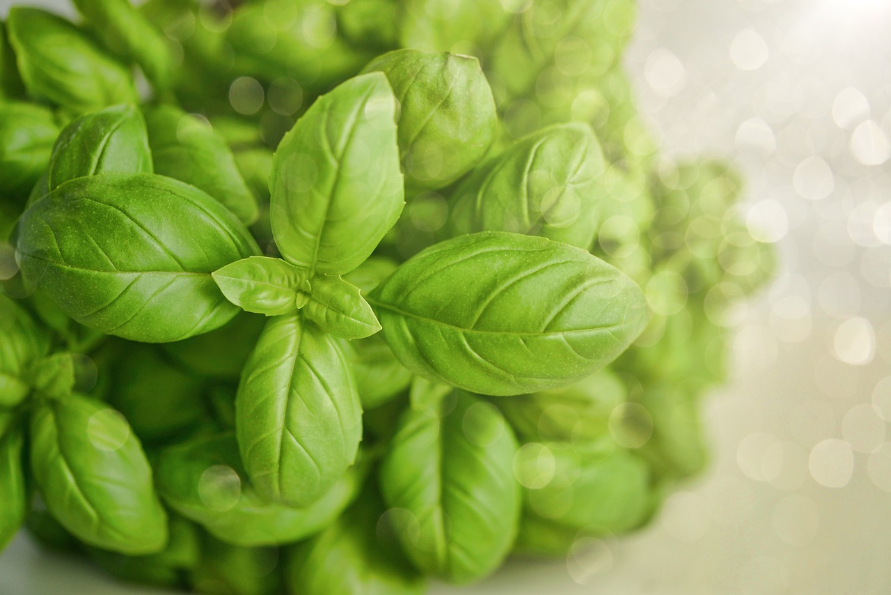 basil 3405405 1280