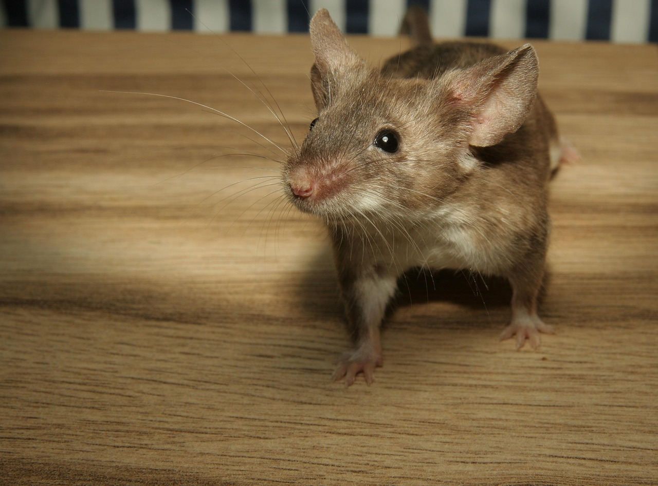 Sperma pamti sve: Kako očeva ishrana i stres utiču na zdravlje buduće dece 7 mouse 2204576 1280