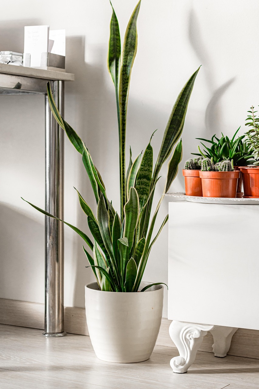 Najotpornije biljke koje možete posaditi u februaru: 5 vrsta koje će vaš dom činiti toplijim 7 botanical 6851296 1280