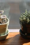 Najotpornije biljke koje možete posaditi u februaru: 5 vrsta koje će vaš dom činiti toplijim 4 mini flowerpot 633702 1280