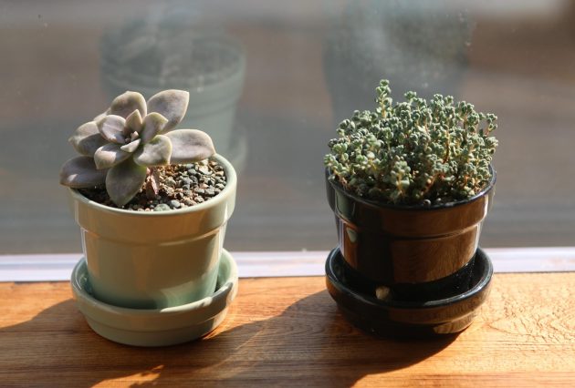 mini flowerpot 633702 1280