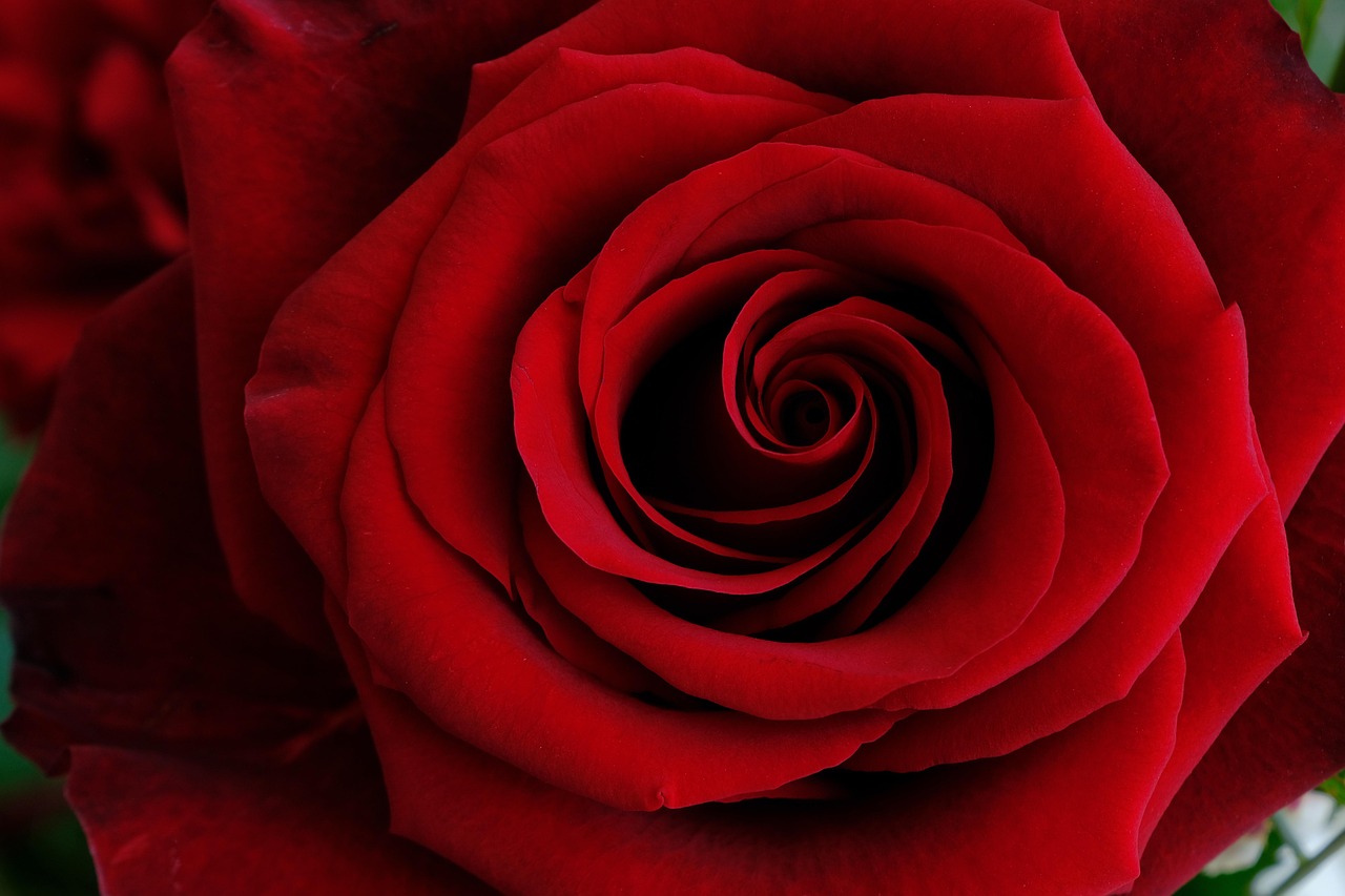 nickype rose 6954137 1280