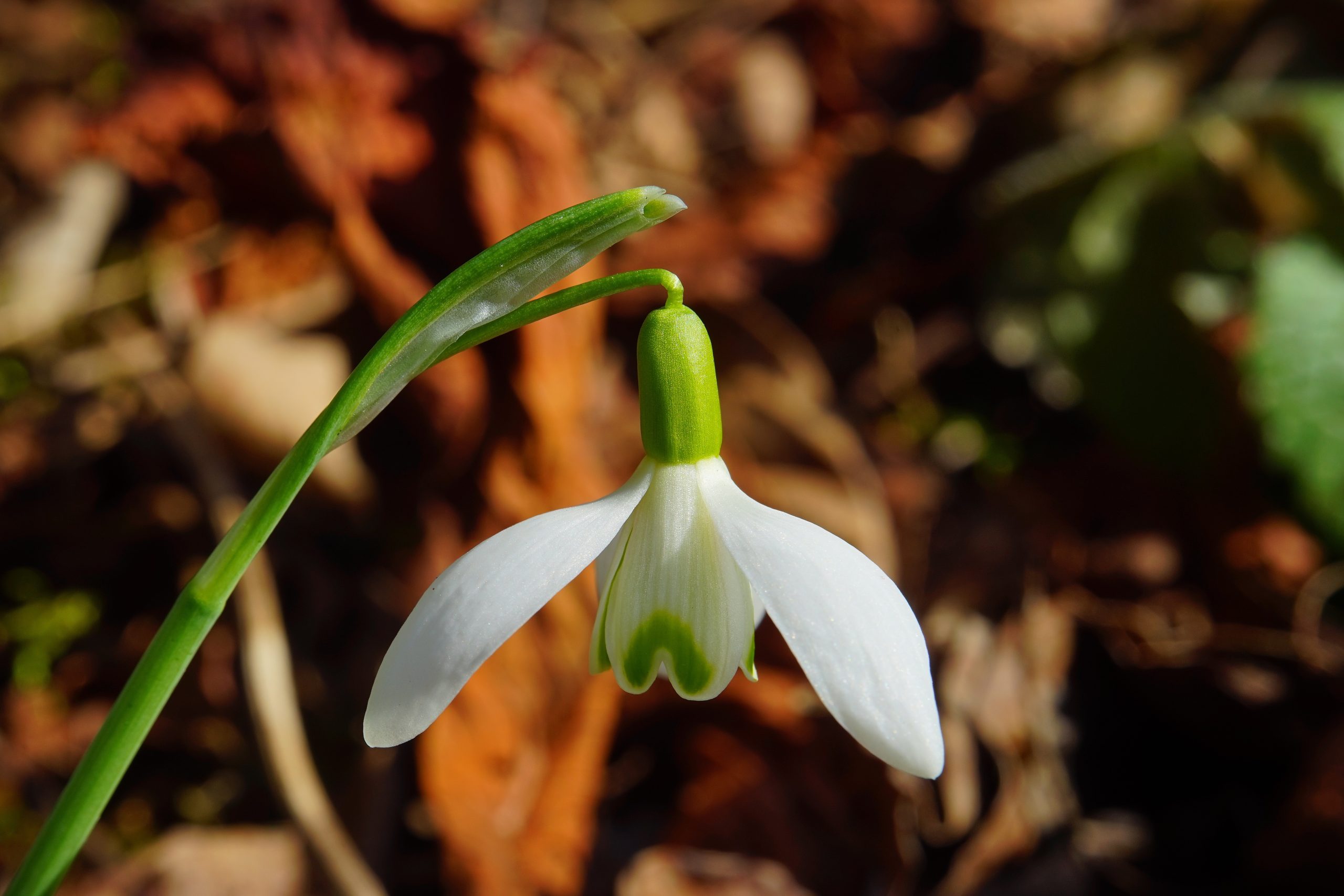 Večeras do ponoći izbacite ove tri stvari iz kuće ili zaboravite na novac ovog proleća 5 hans snowdrop 1053625