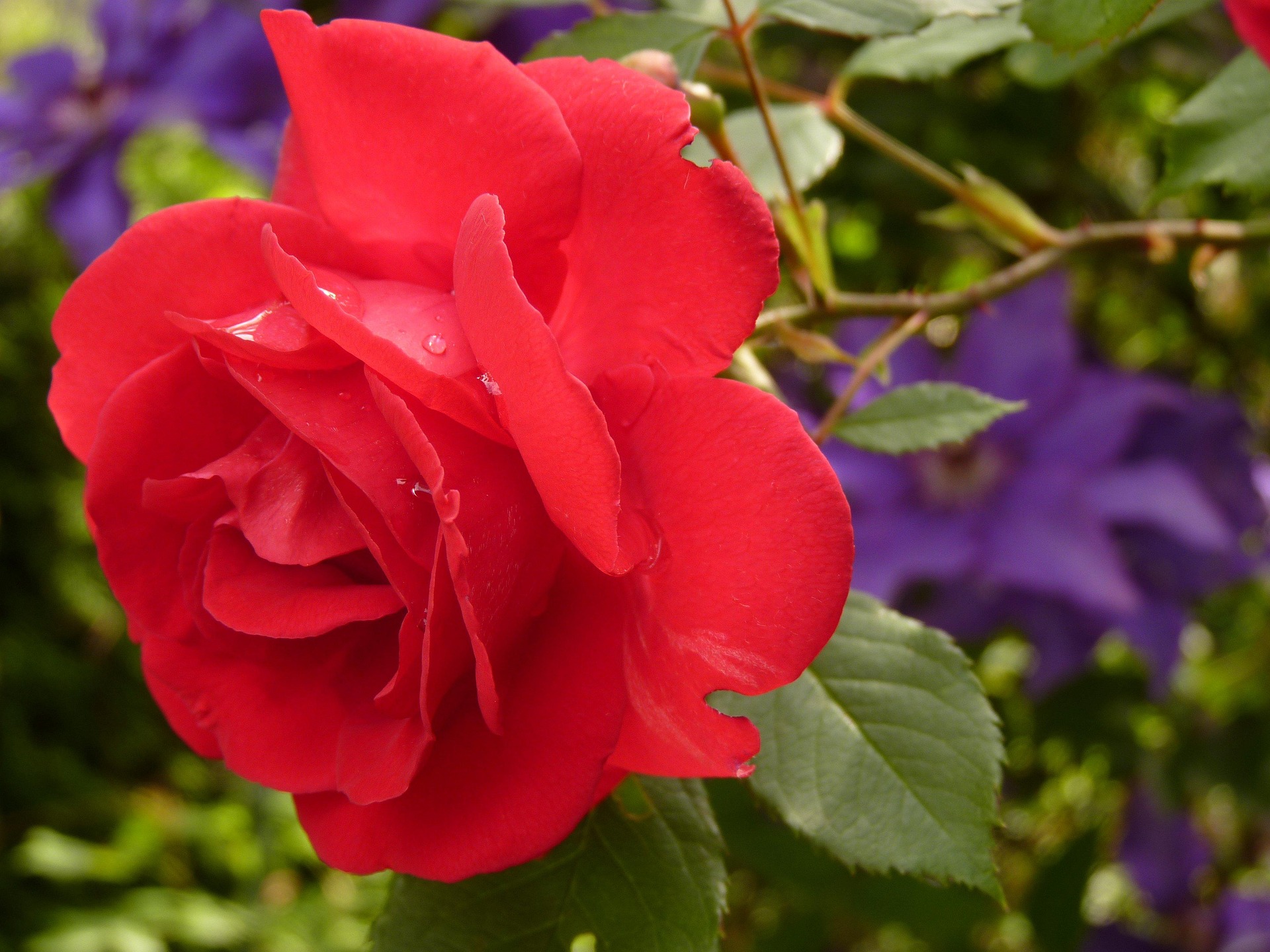 loggawiggler rose 7634 1920