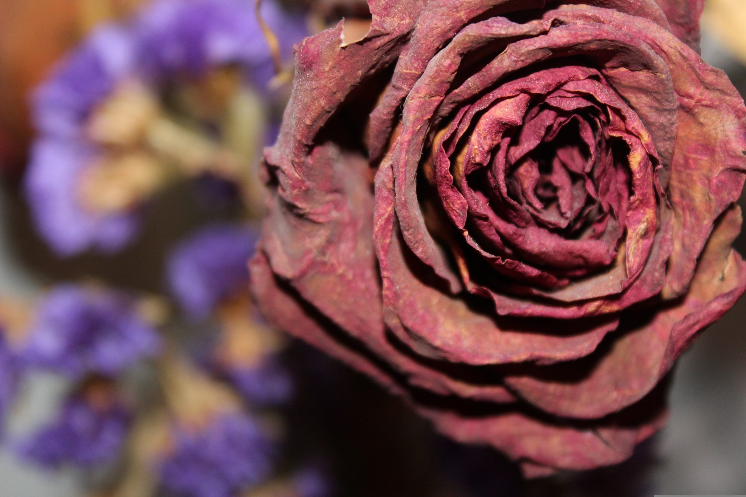 Večeras do ponoći izbacite ove tri stvari iz kuće ili zaboravite na novac ovog proleća 7 themarketingshoppe dried rose 1668600
