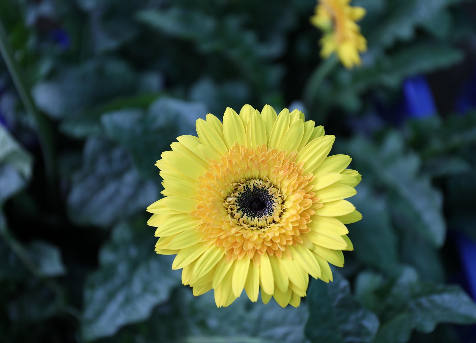trungkhang yellow chrysanthemum 7699852 1920