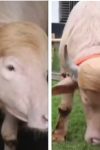 Bivo Donald Tramp izbegao klanje: Zbog plave „frizure“ postao hit na internetu (VIDEO) 4 donald tramp bivo