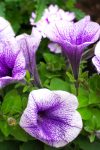 matthiasboeckel petunias 5205650