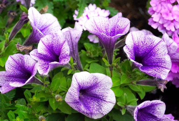 matthiasboeckel petunias 5205650