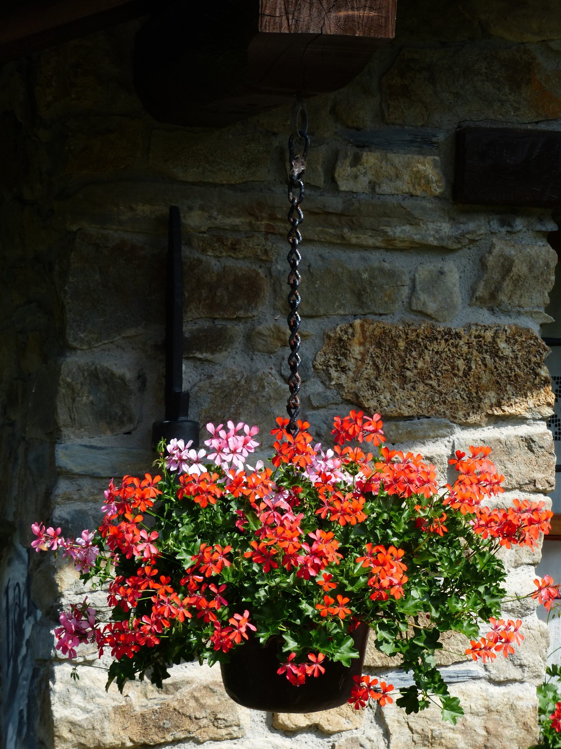 hans geraniums 177428