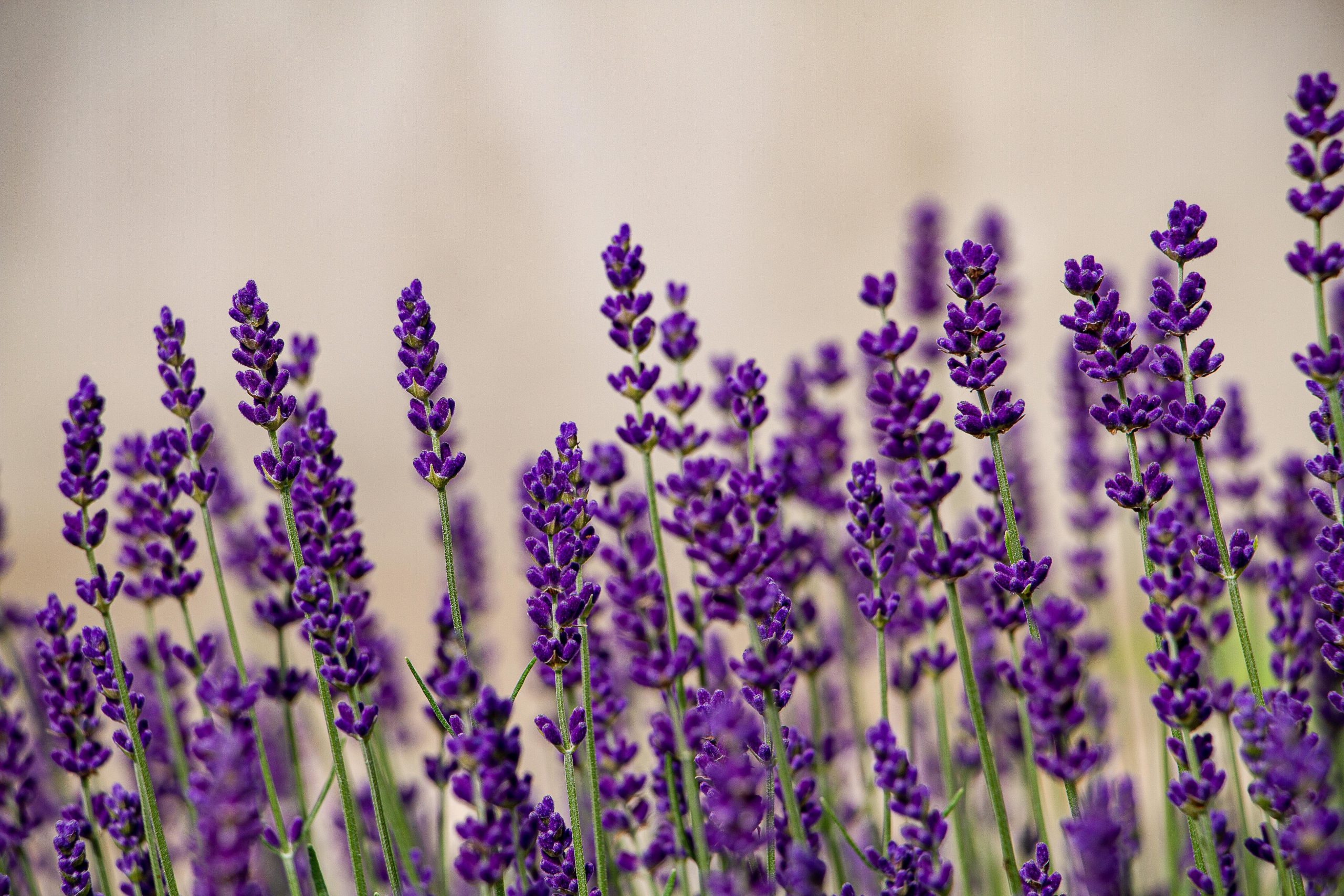 lavanda