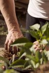 Sveži začini nadohvat ruke: Ovo su biljke koje svako može da uzgaja kod kuće 4 lynniet17 garden 5315602