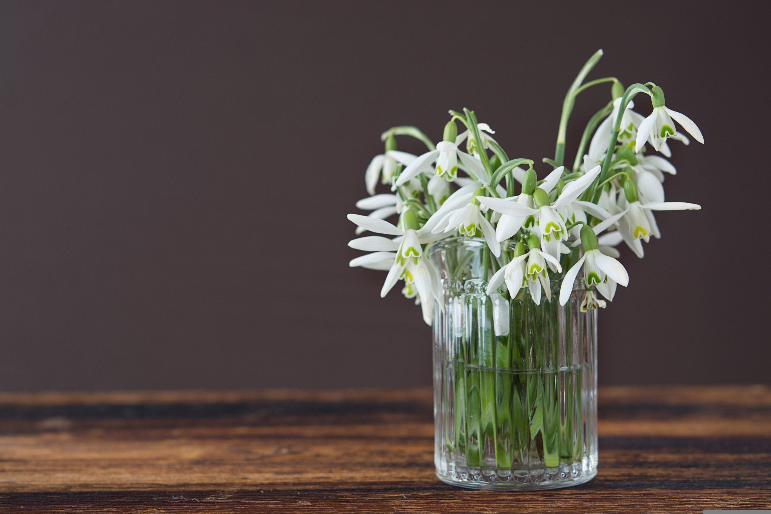 pezibear snowdrop 1232673