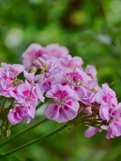 ritae geraniums 2488057