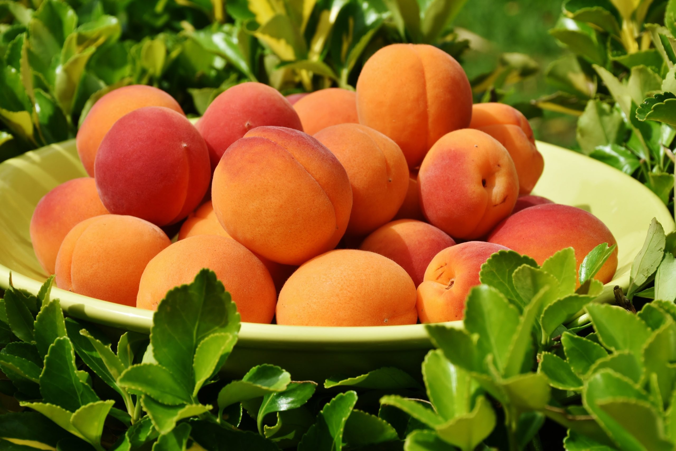 ritae peaches 1522680
