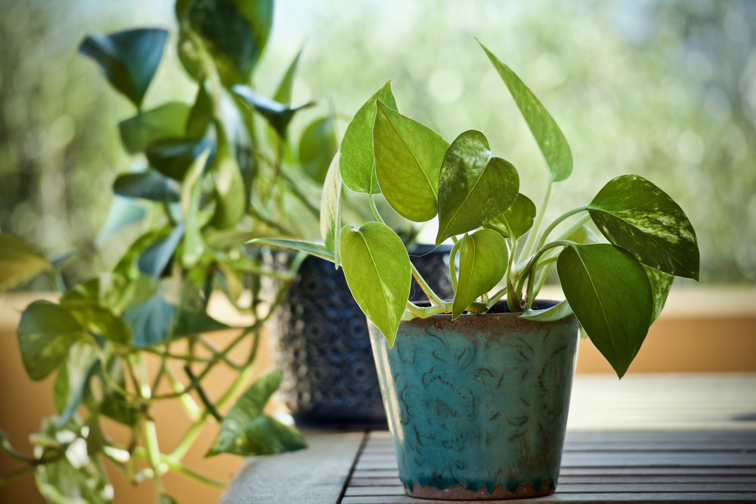 sweetlouise plant 3816945