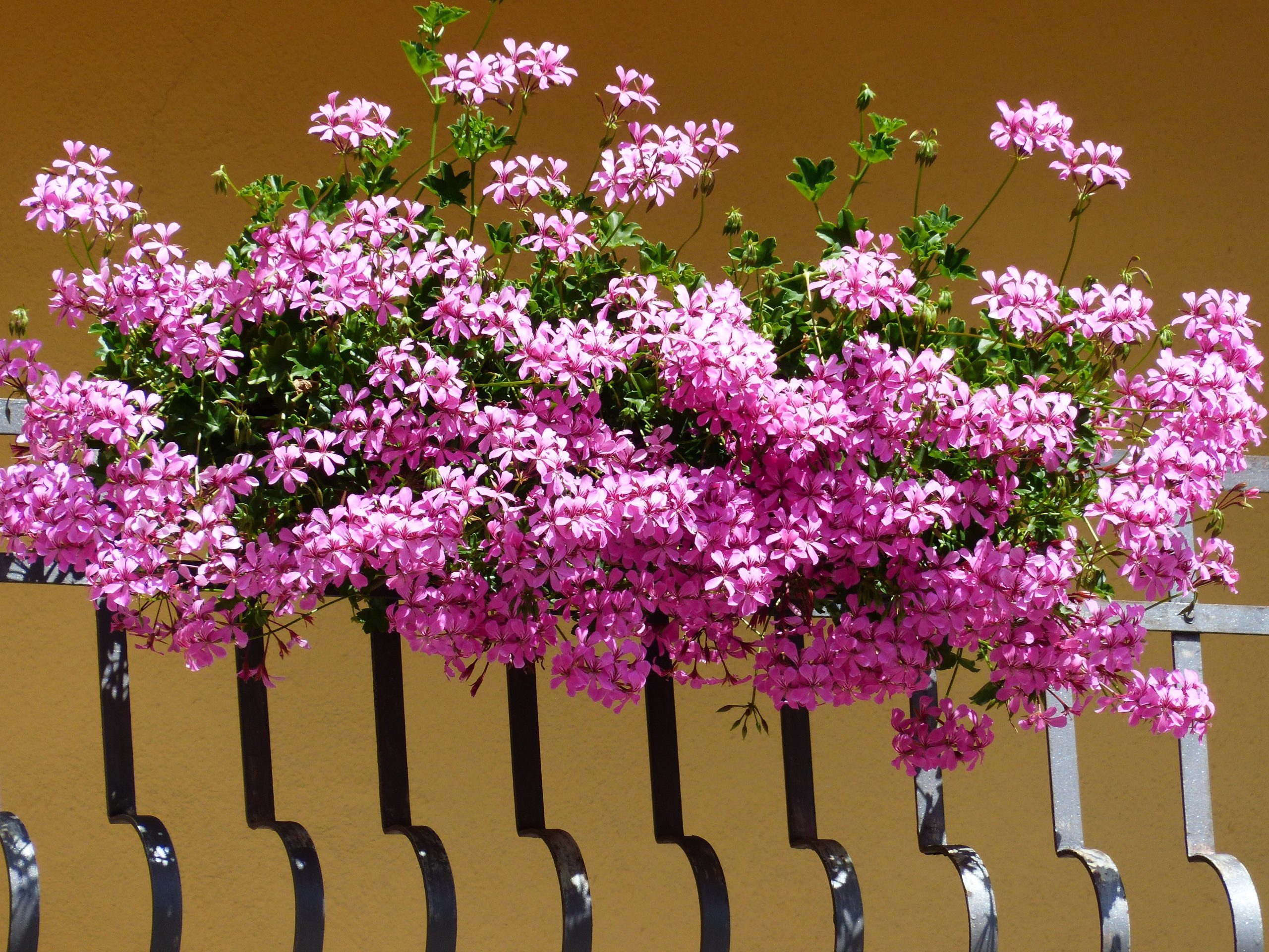hans geraniums 177327