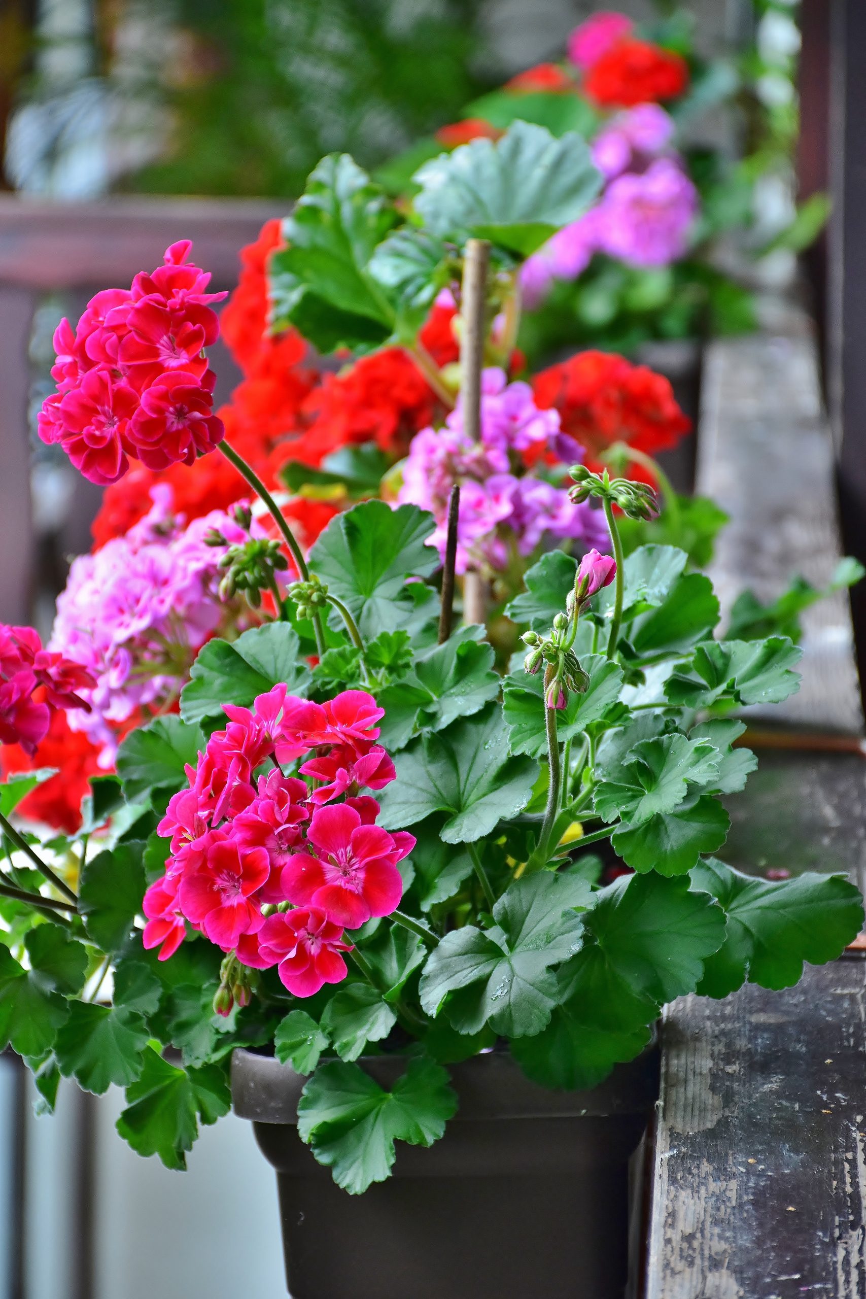 ritae balcony 2488066