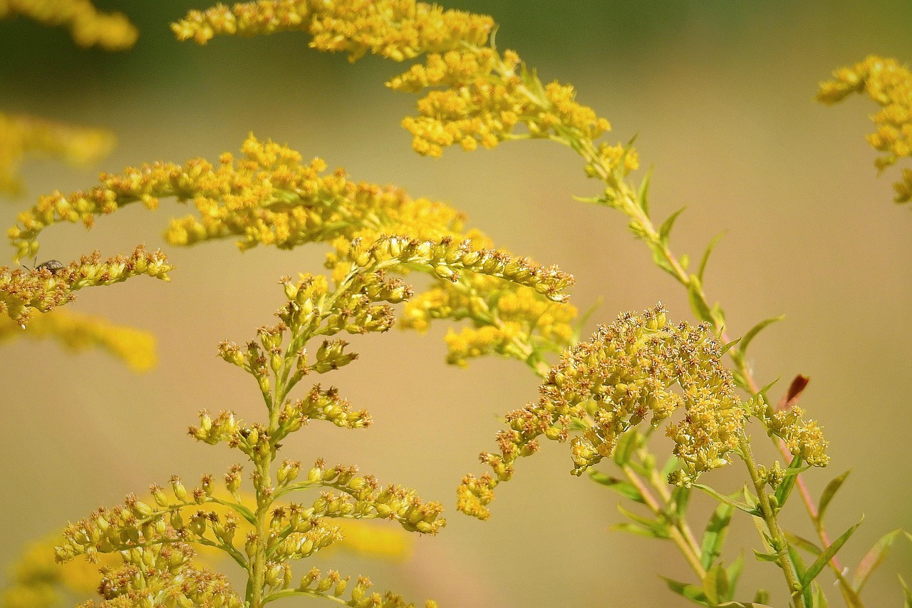 Devet biljaka koje će pretvoriti vašu baštu u raskošnu jesenju oazu: Cvetaće u najlepšim bojama i kada leto prođe 6 5892437 giant goldenrod 6614984 1280