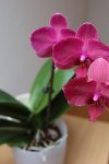 Sada presadite orhideju: Uz ovaj savet cvetaće i tokom zime 20 angelo filip orchid in the house 4937764