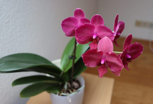 Sada presadite orhideju: Uz ovaj savet cvetaće i tokom zime 16 angelo filip orchid in the house 4937764