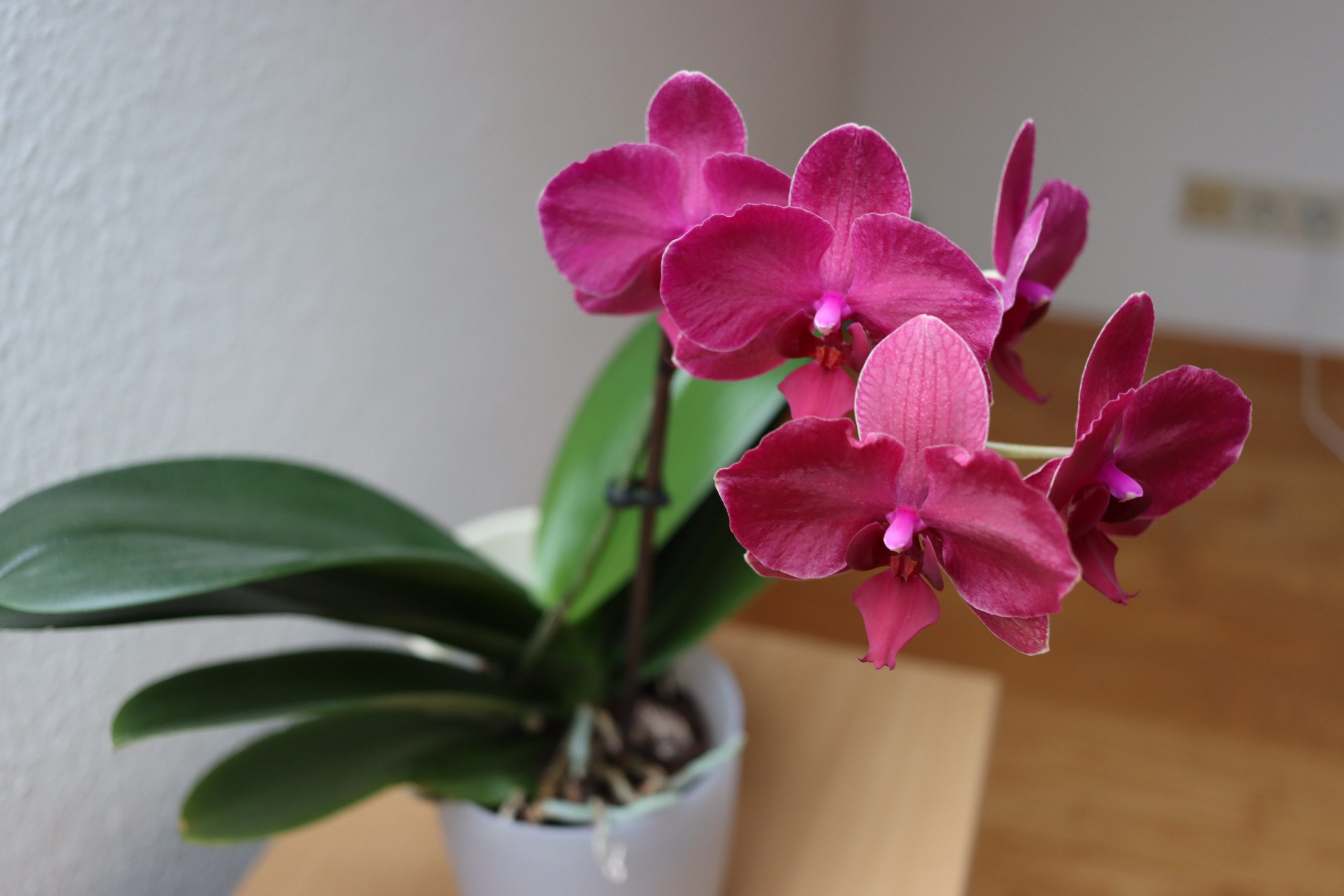 Sada presadite orhideju: Uz ovaj savet cvetaće i tokom zime 6 angelo filip orchid in the house 4937764