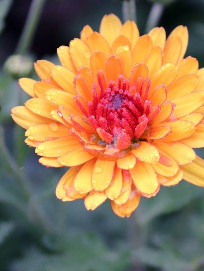 manfredrichter chrysanthemums 4609628